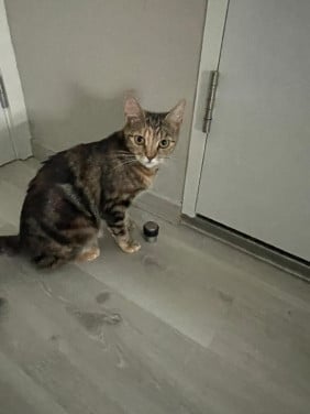 Lieve mooie poes