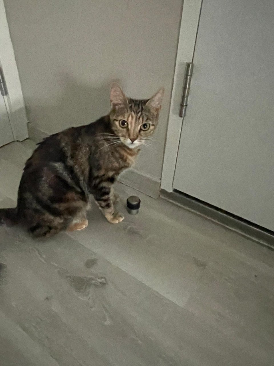 Lieve mooie poes