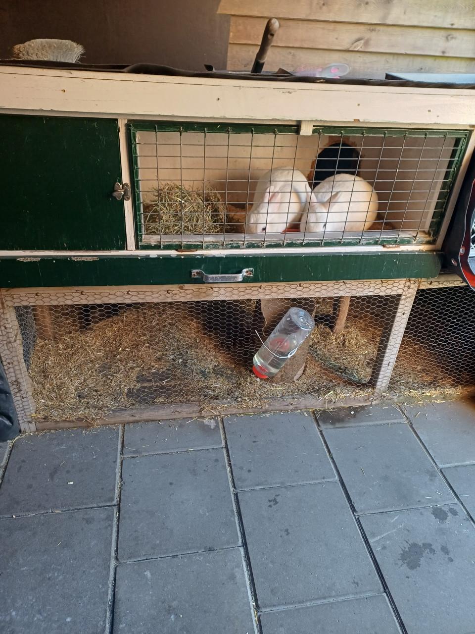 2 witte konijnen dame's