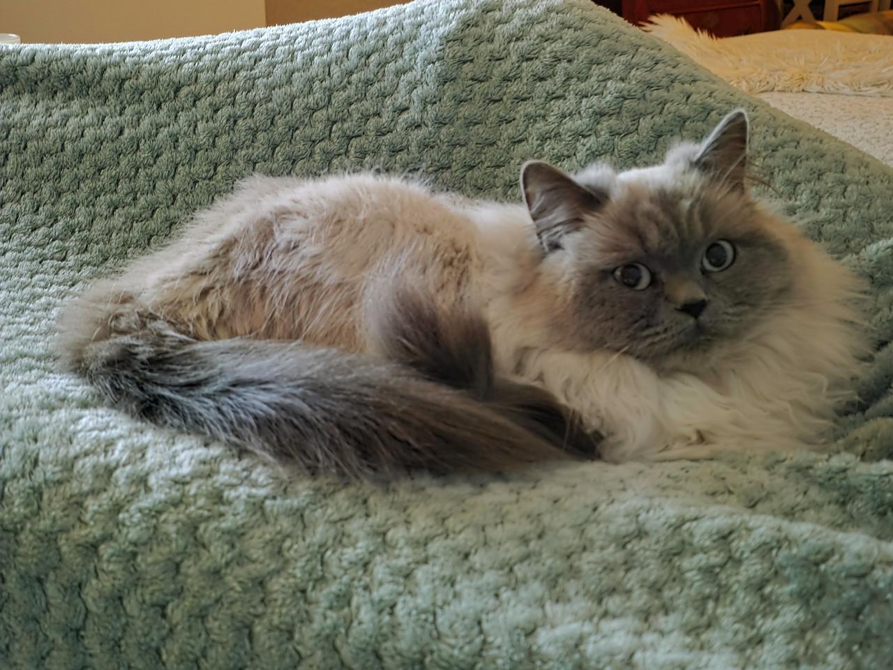 Brits korthaar kittens