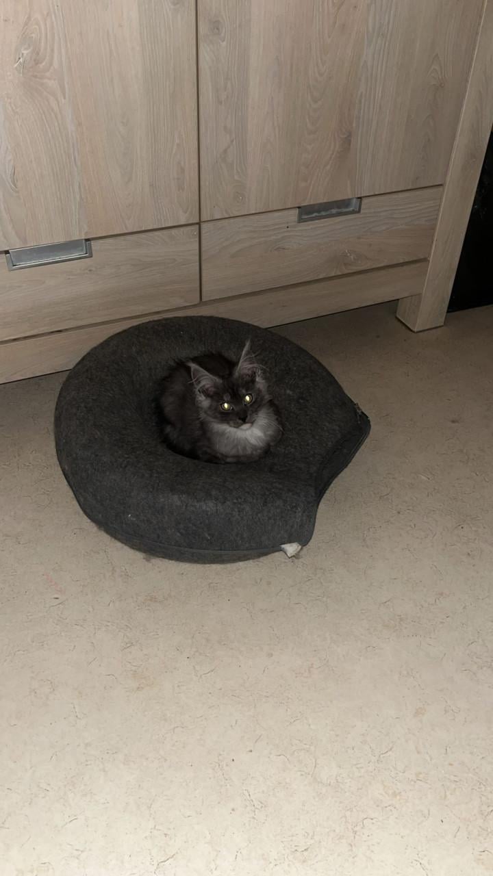 Kittens Ragdoll/Maincoon Maincoon/Maincoon