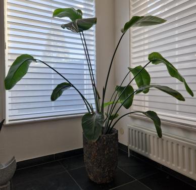 Paradijsvogelplant 1.60 cm