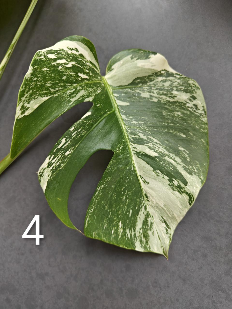 Monstera Variegata stekken, kamerplant