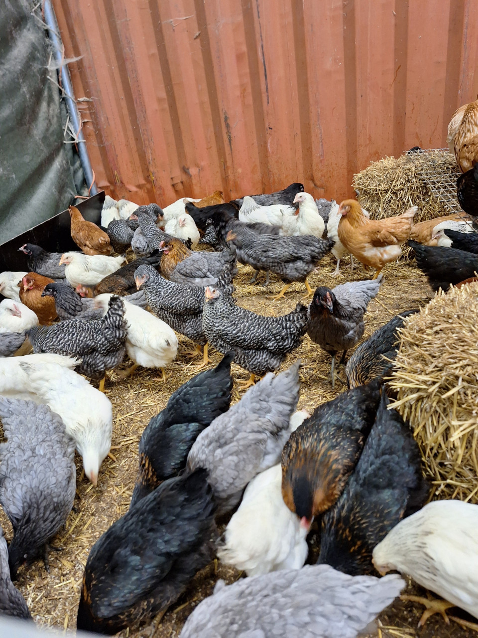 Jonge leghennen in verschillende kleuren