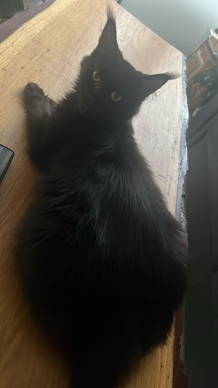 Prachtige Maincoon Ragdoll kittens zoeken met spoed een nieuw huis