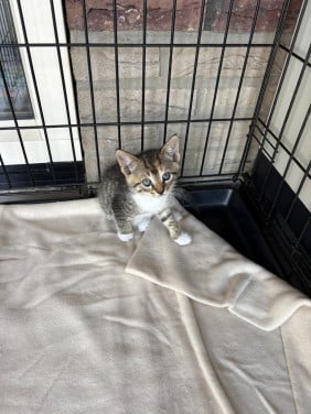 Kitten