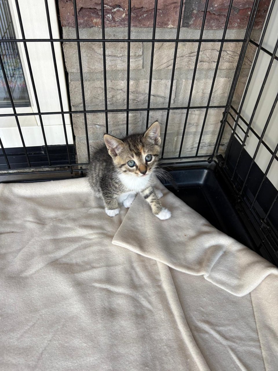 Kitten