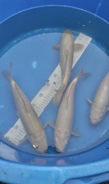 Chagoi van Marusei 33-38cm. Nog 3