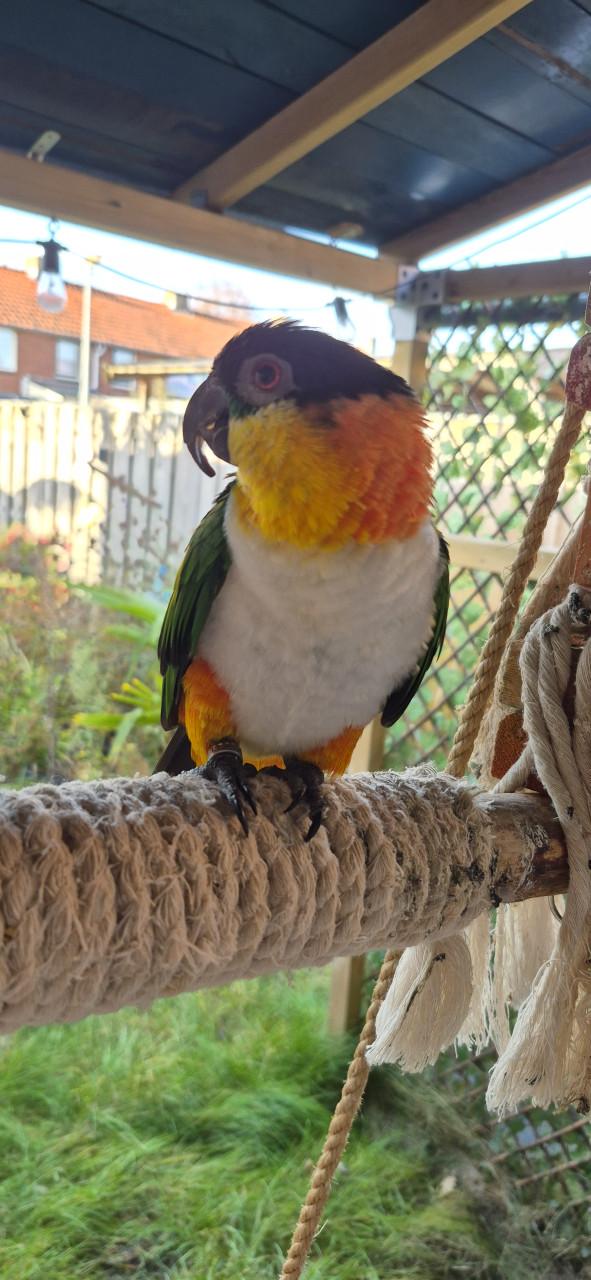 Zwartkop caique man 2021 met gendika en vaste voetring