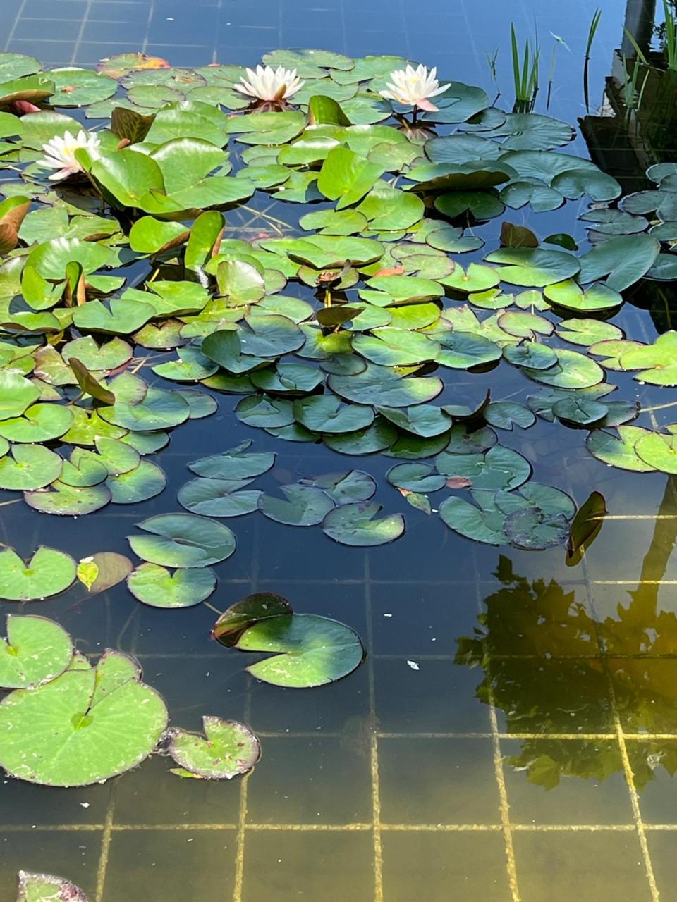 Vijverplanten GERESERVEERD
