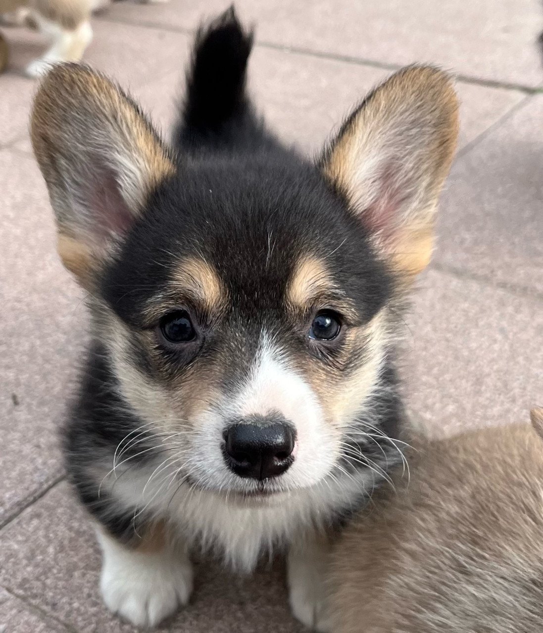 Welsh corgi pembroke puppies