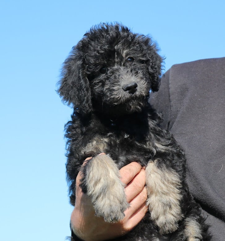 Labradoodle pups beschikbaar