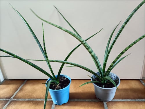 Plantjes Sansevieria ‘Fernwood’ Mikado. Voor € 2,- per stuk