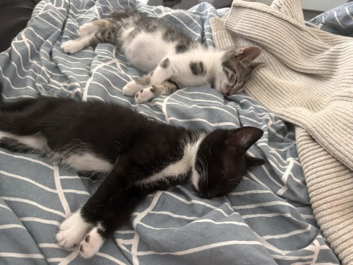 2 lieve kittens te koop geboren op 10 mei