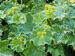 Vrouwenmantel, vaste tuinplanten