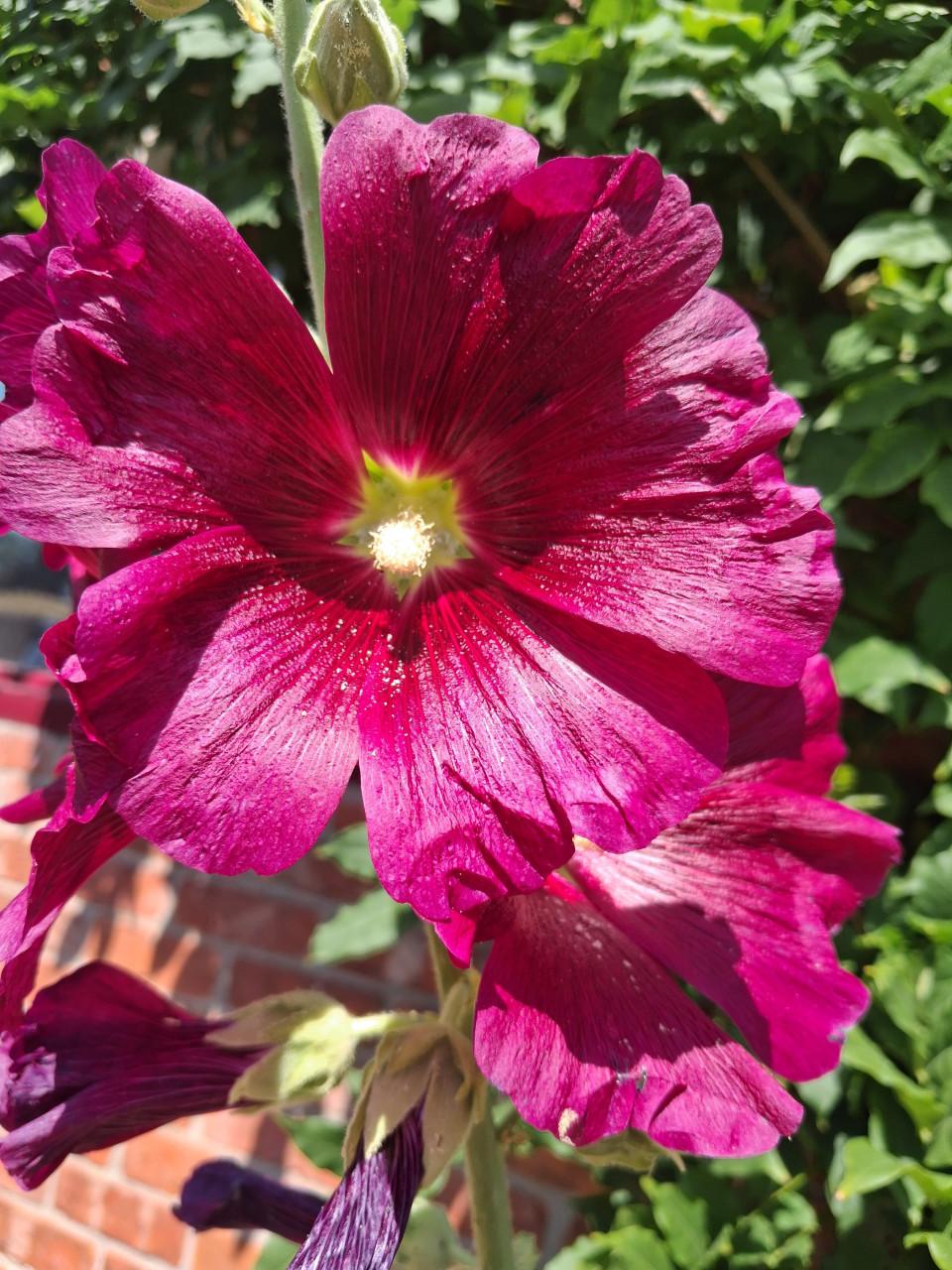 Meer dan 70 soorten Bloemenzaden Biologisch Gekweekt