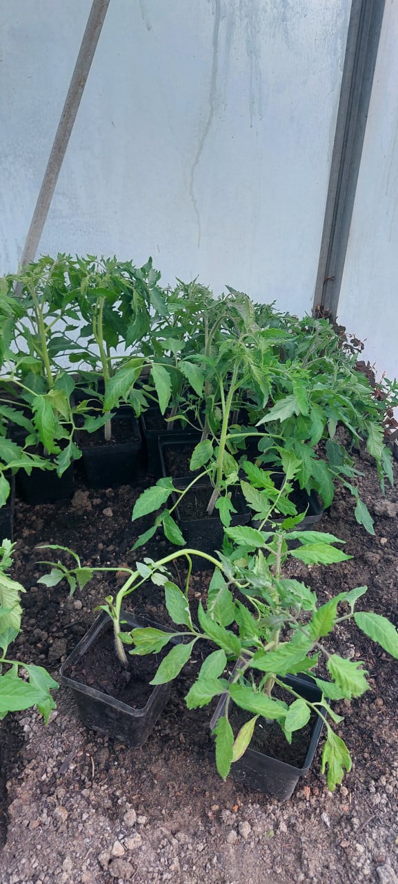 Tomaten planten