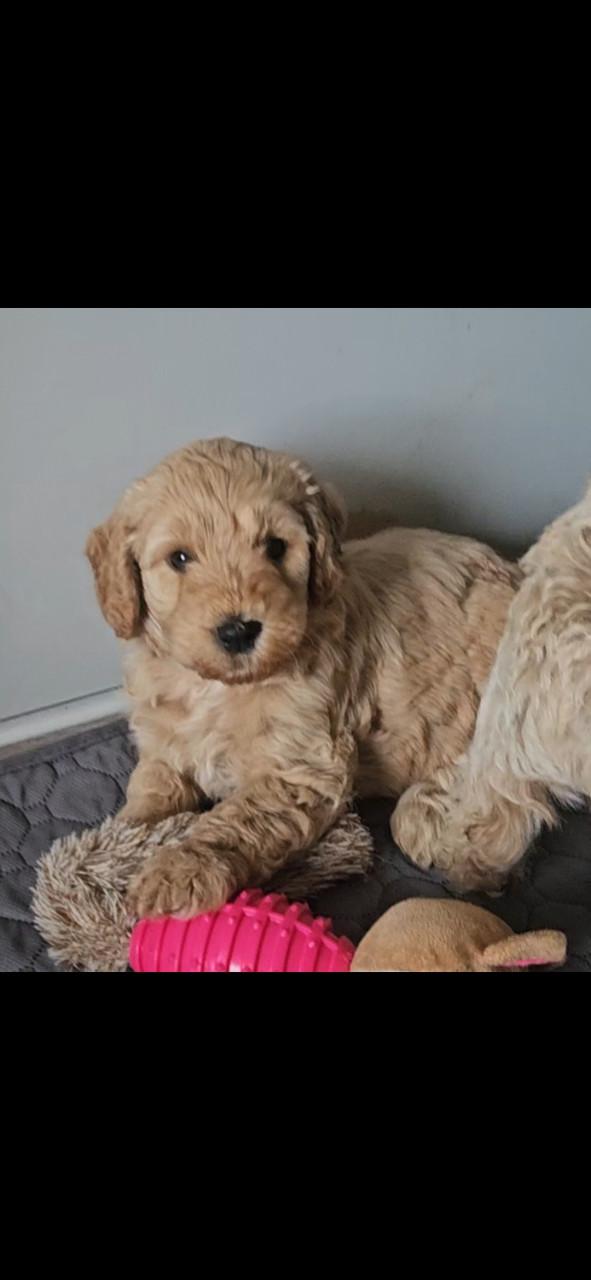 Goldendoodle f1 x australian labradoodle pups