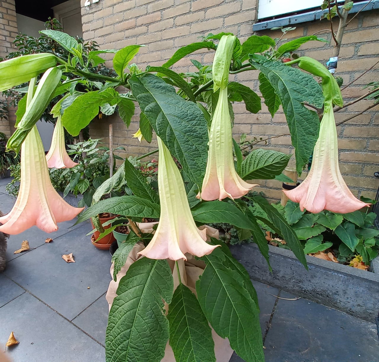Jonge brugmansia