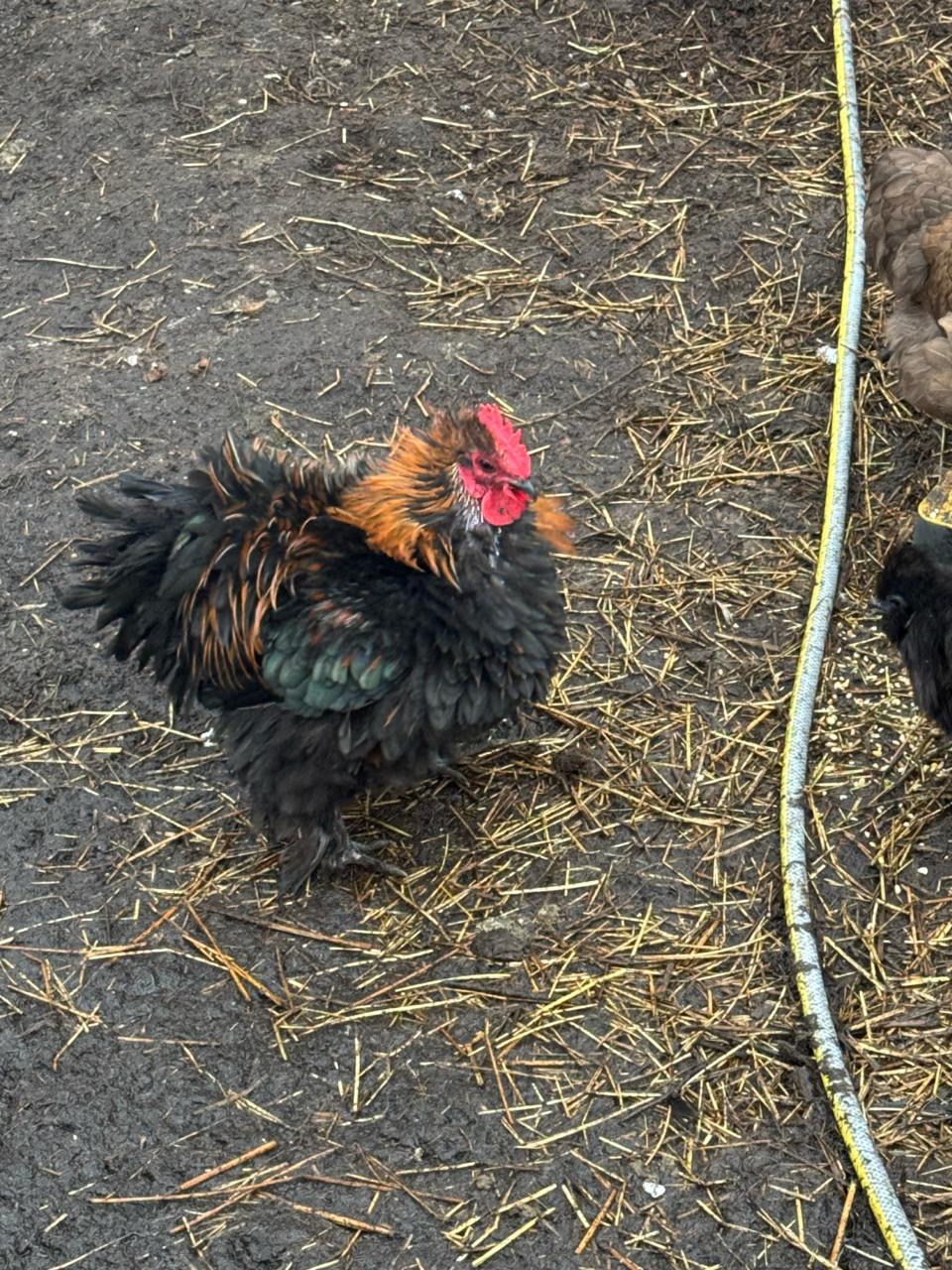 Krulveer cochin en cochin/zijdehoen hanen