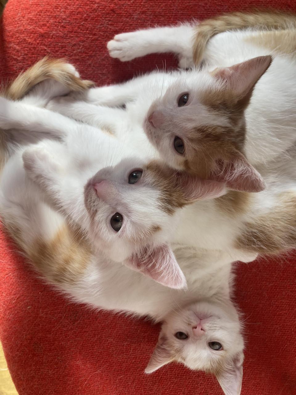 Kittens