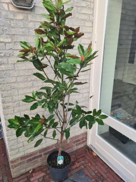 Magnolia Grandiflora - exclusieve groenblijvende magnolia
