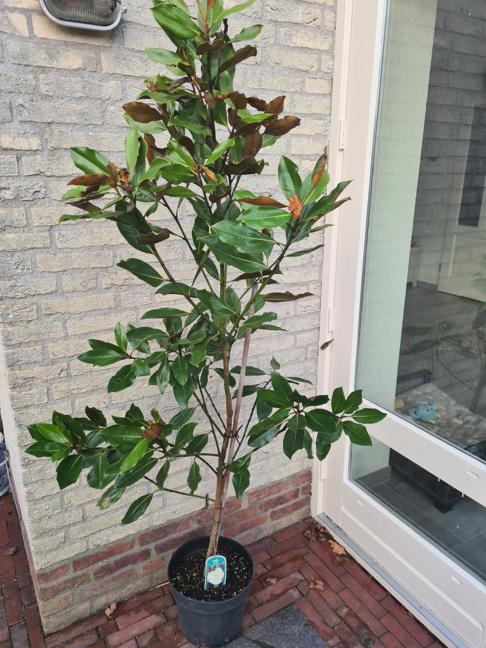 Magnolia Grandiflora - exclusieve groenblijvende magnolia
