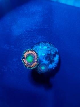 Zoanthus Lord of the Rings