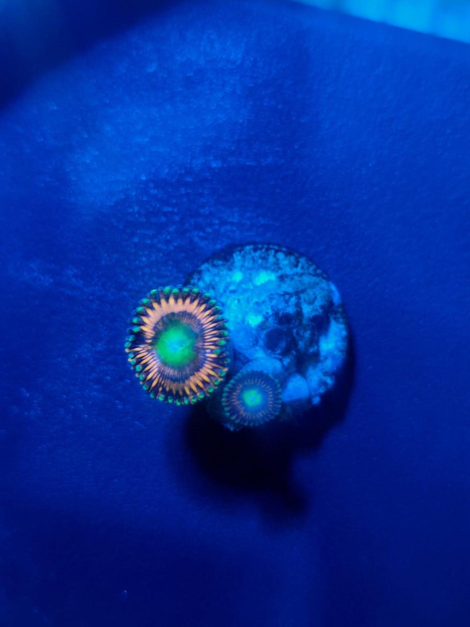 Zoanthus Lord of the Rings