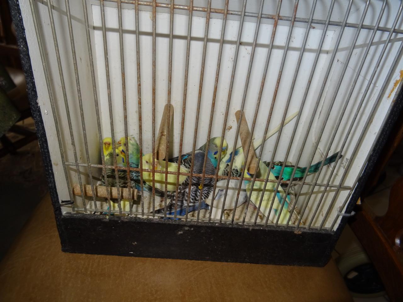 Te koop enkele mooie grasparkieten broedrijp