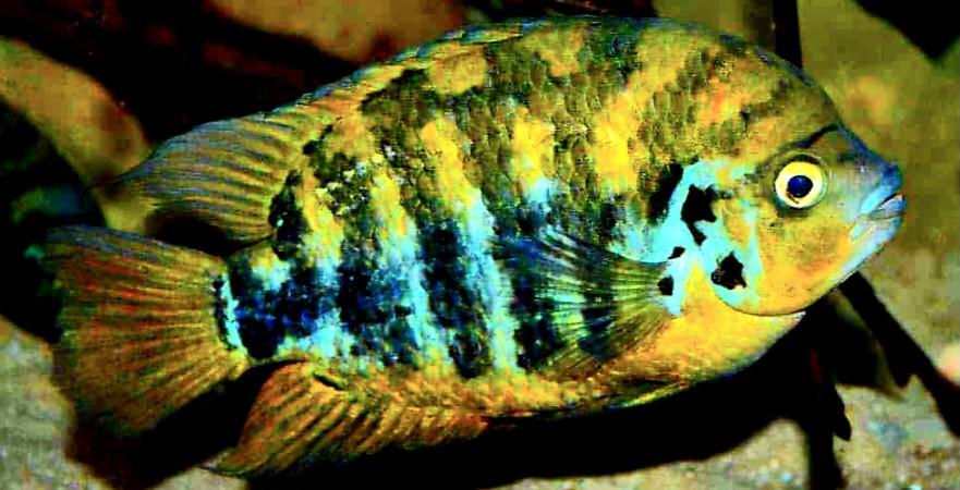 Rustige mooie vissen