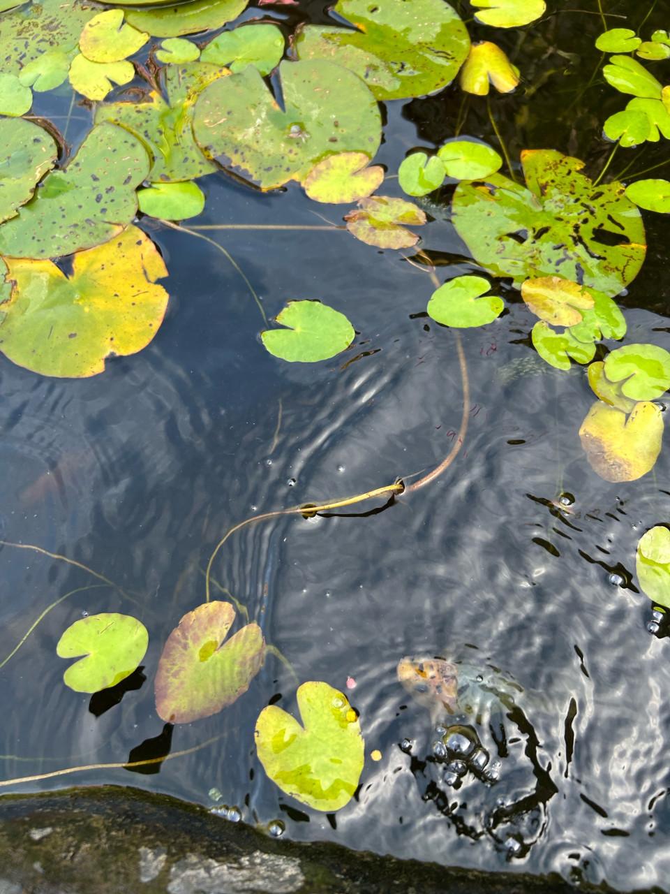 Vijvervissen
