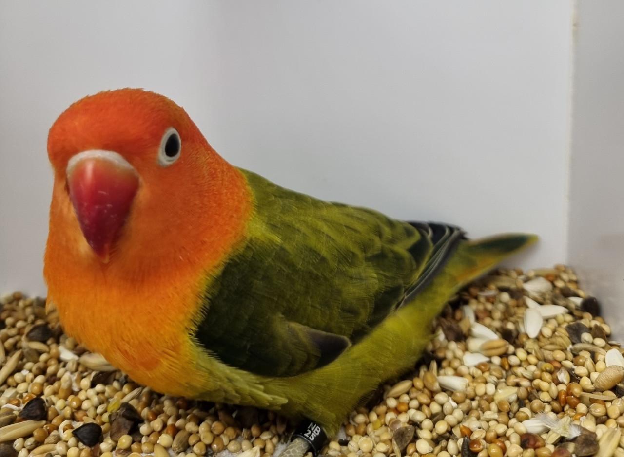 Agapornis fisheries, diverse kleuren