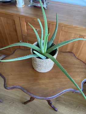 Aloe Vera