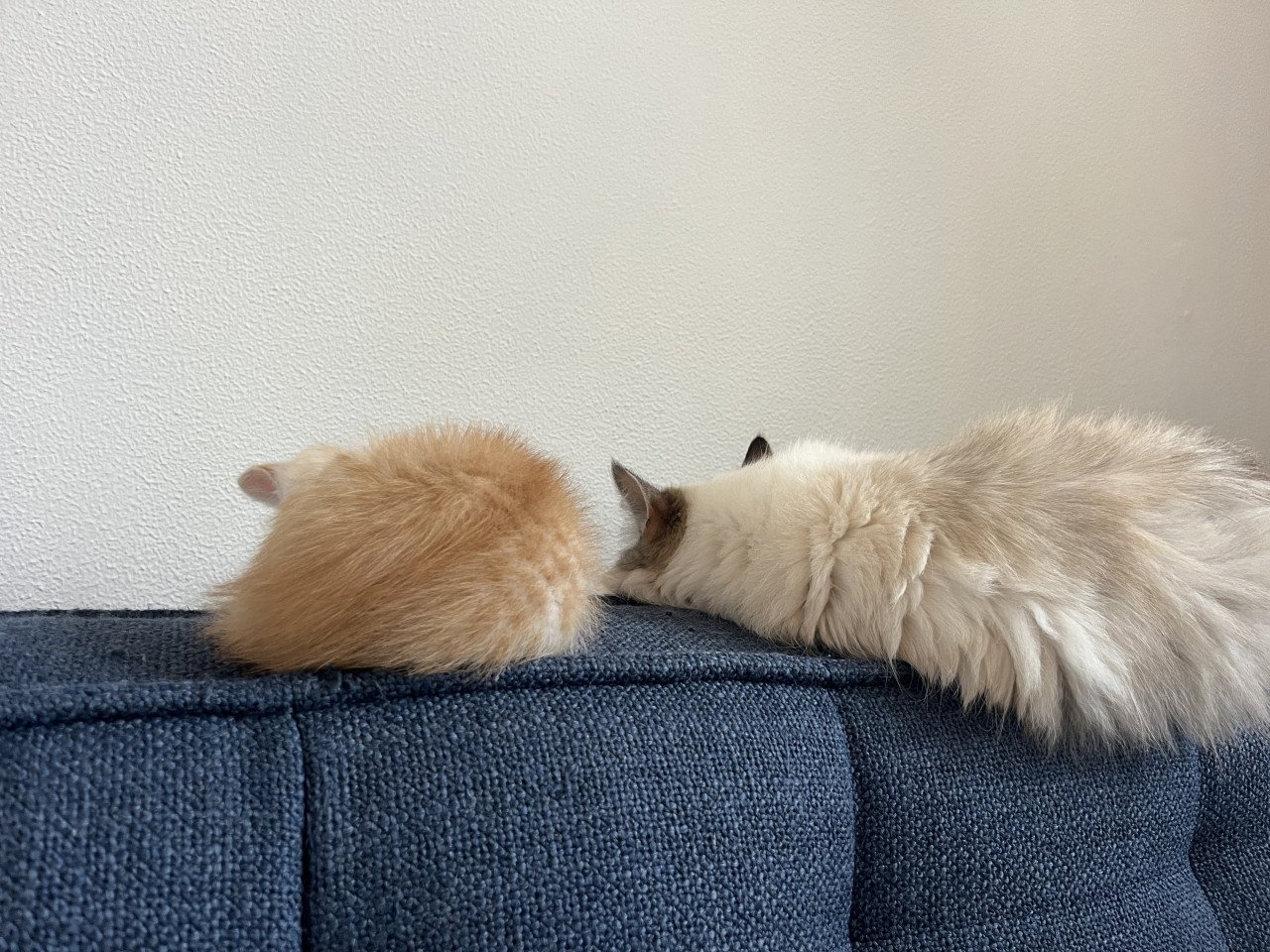 Kittens kruising 💯 Ragdoll x Rode buurtkater ️