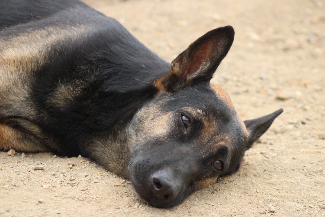 Alora Dog Rescue: Leo wacht al zo lang