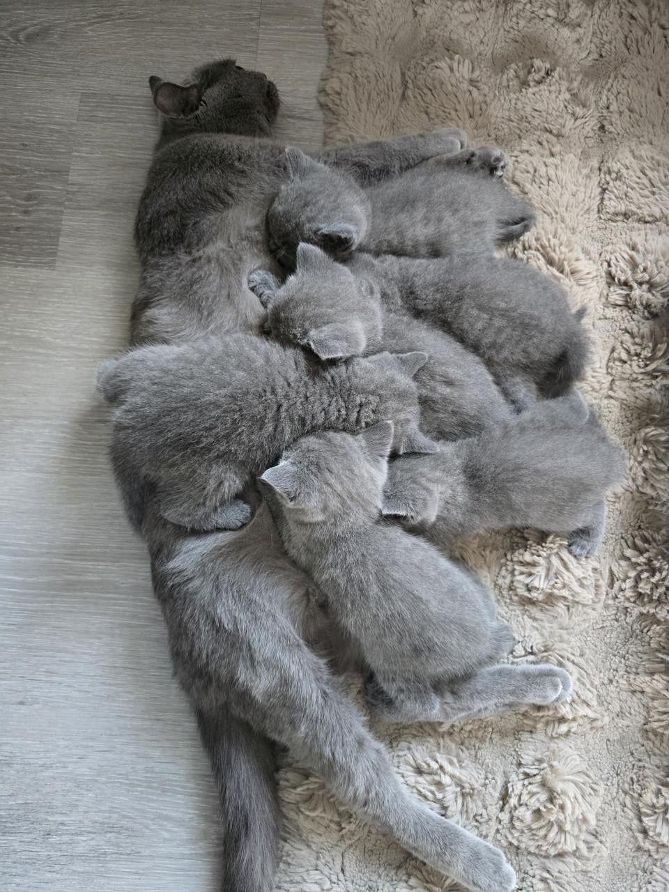 Kitten