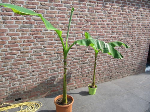 Bananenplant