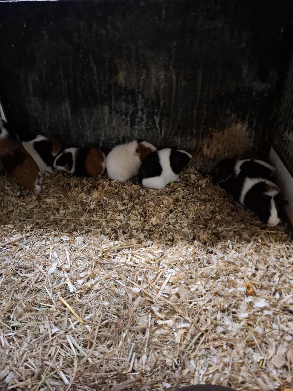 Ruime keuze uit cavia's