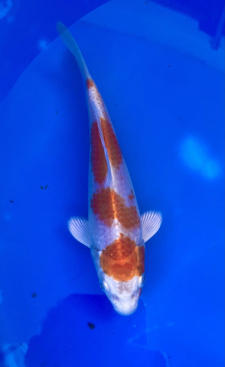 18 stuks Japanse Tosai 15-18cm.