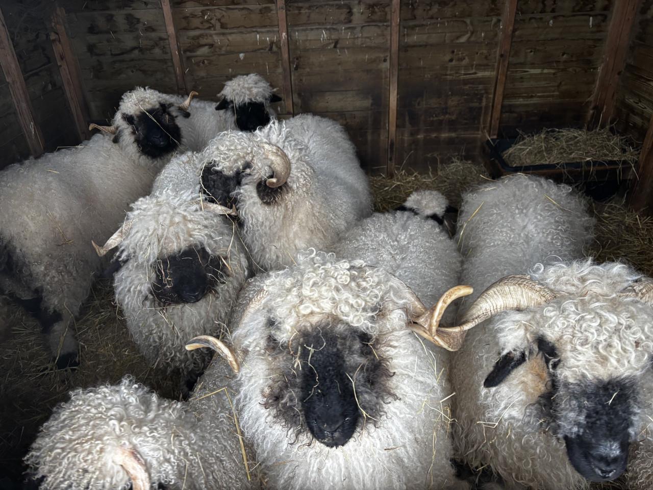 Wol van onze Wallische Schwarznase