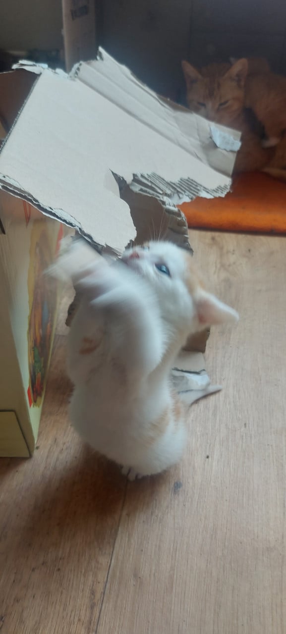 Nestje kittens