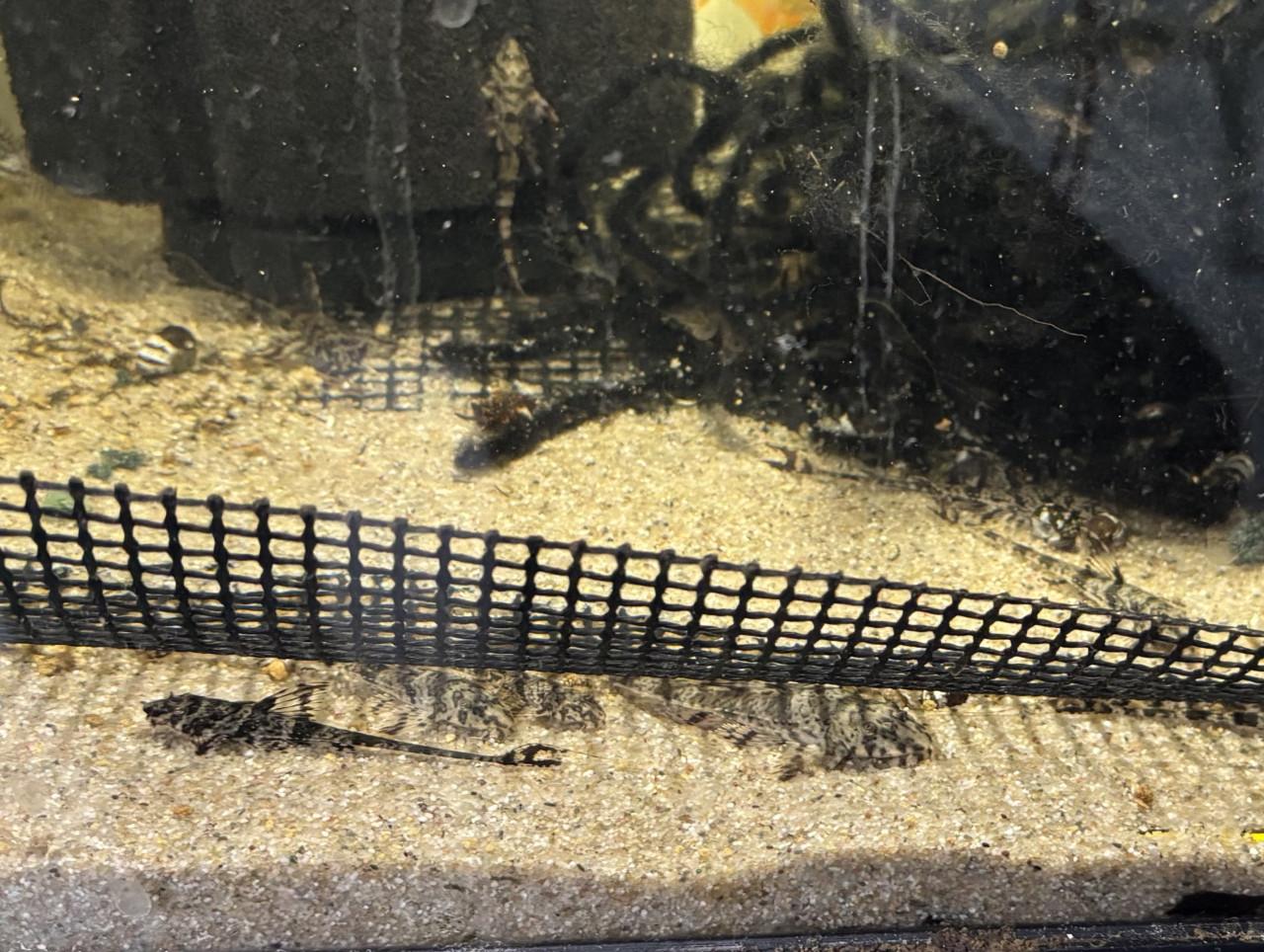 Zweepstaartmeerval rineloricaria parva eigen kweek