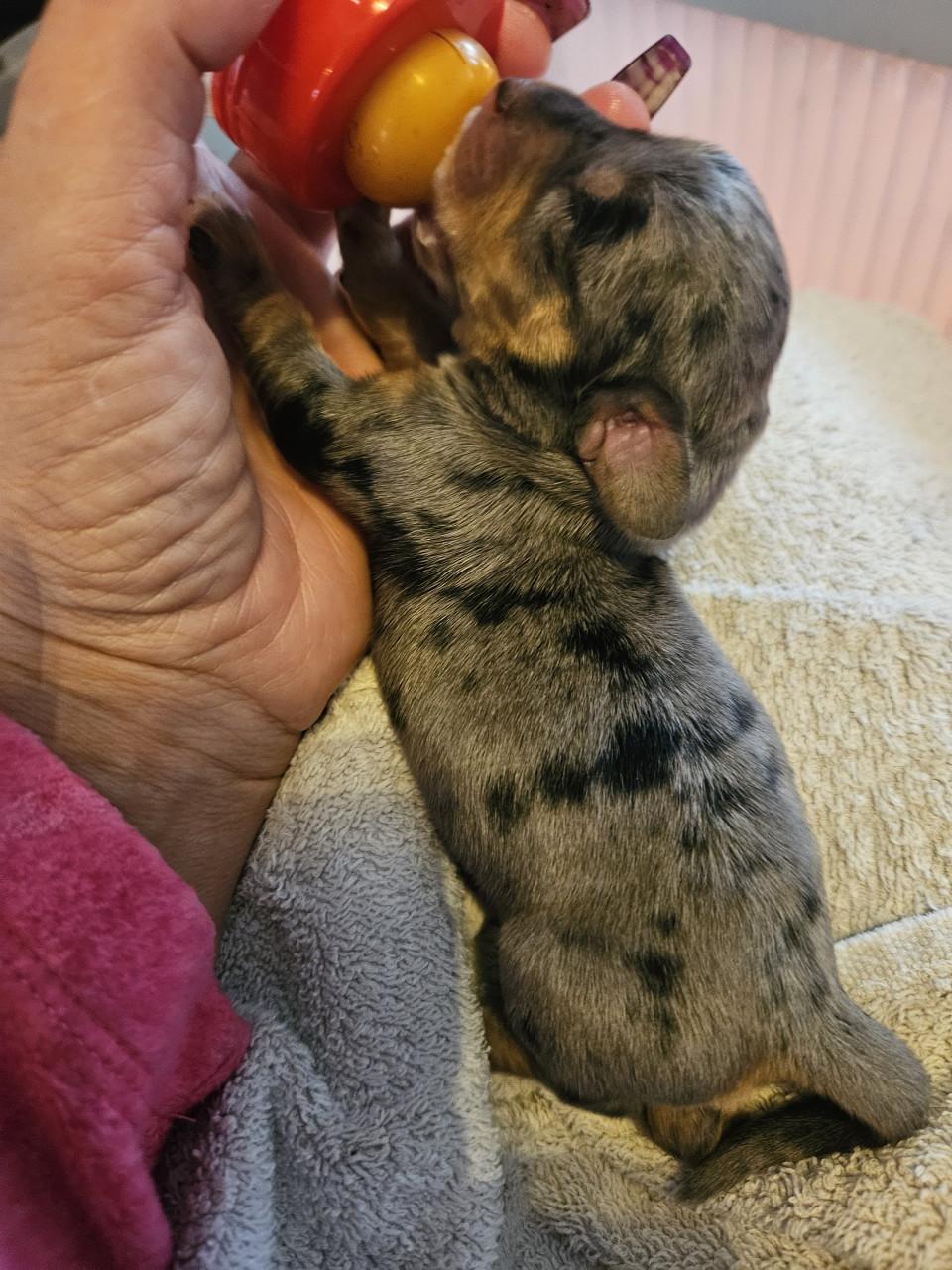 FATTORIA DEL BASOTTO teckel kennel