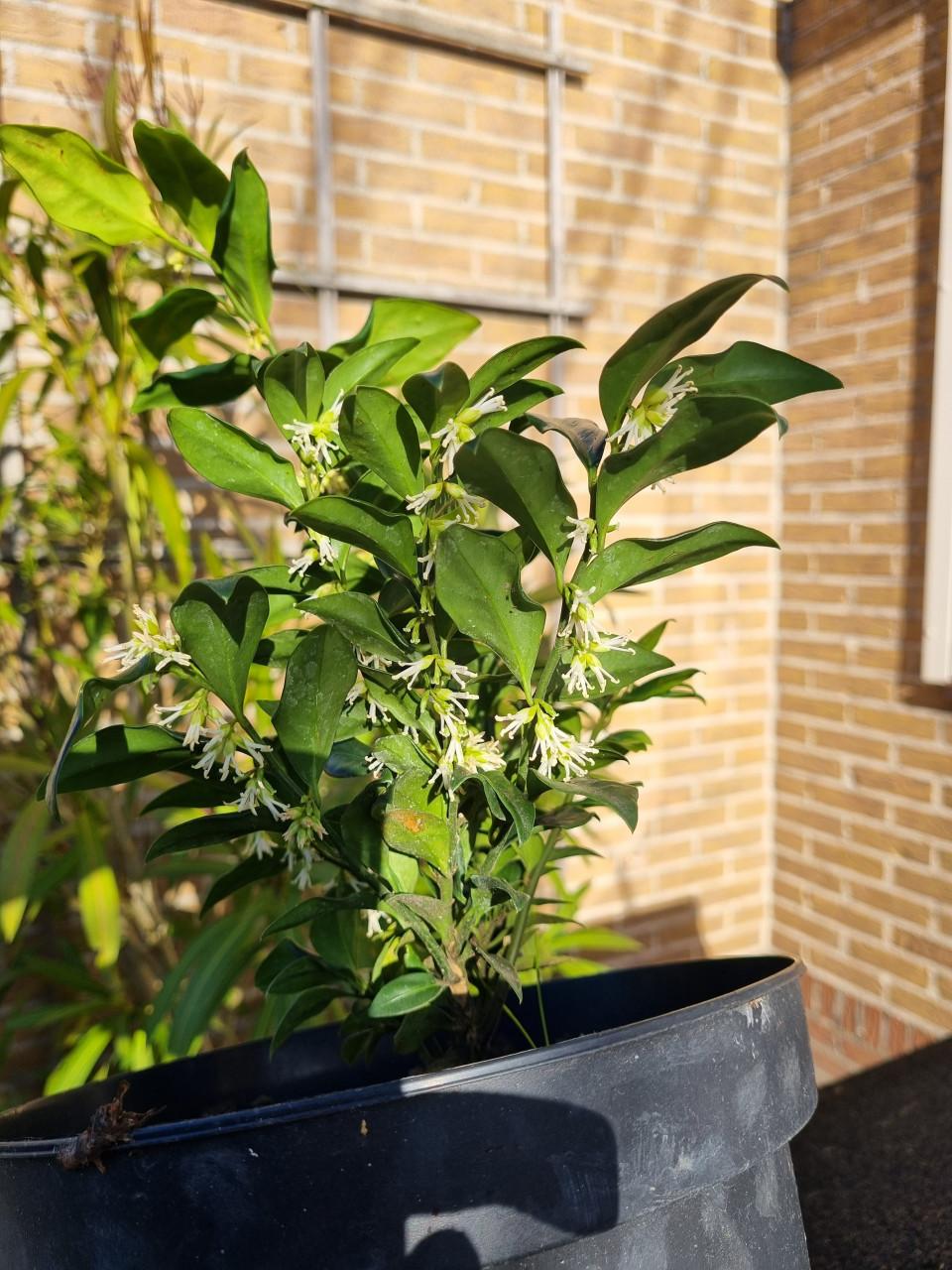Sarcococca/ vleesbes