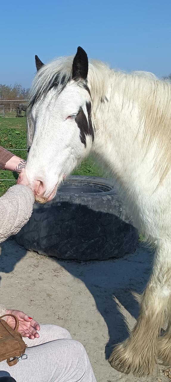 Vrolijke Tinker ruin, 5 jaar