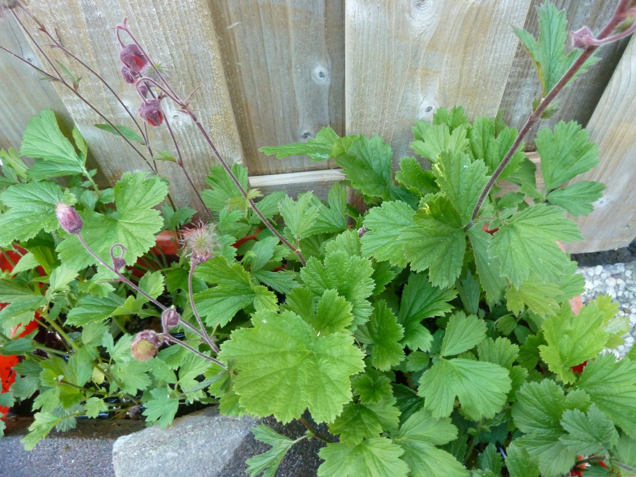OPRUIMING VASTE PLANTEN