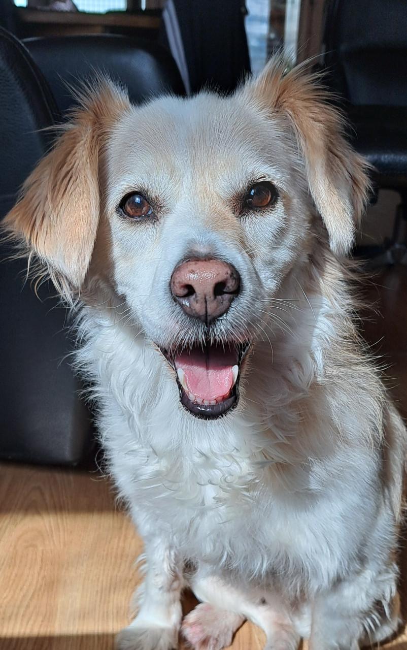 Honden oppas gezocht