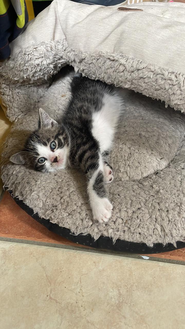 Kittens (mannetjes)