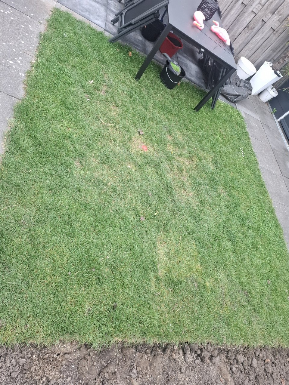 Gras